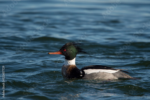 A male Red-breasted Merganser swims in the bright blue water on a sunny day.