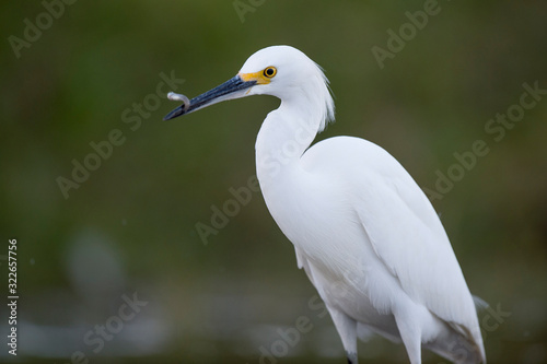 A white Snowy Egret wades in the shallow water catching small minnnows in its beak in soft light with a smooth background. © rayhennessy