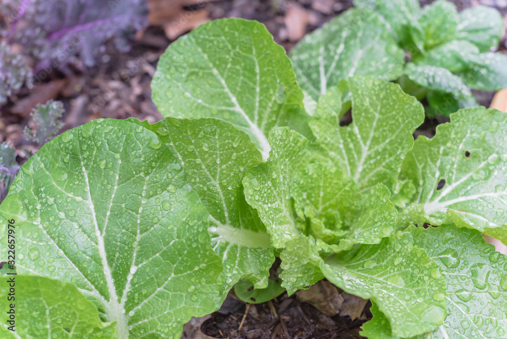 Chinese cabbage with water drops on green leaves in raised bed garden Chinese cabbage with water drops on green leaves in raised bed garden