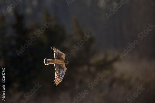 A Northern Harrier flies in front of a dark background as it glows in the setting sunlight flying over an open field.