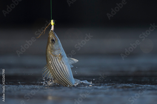 A fish being pulled from the water caught on a hook with fishing line and a splash.