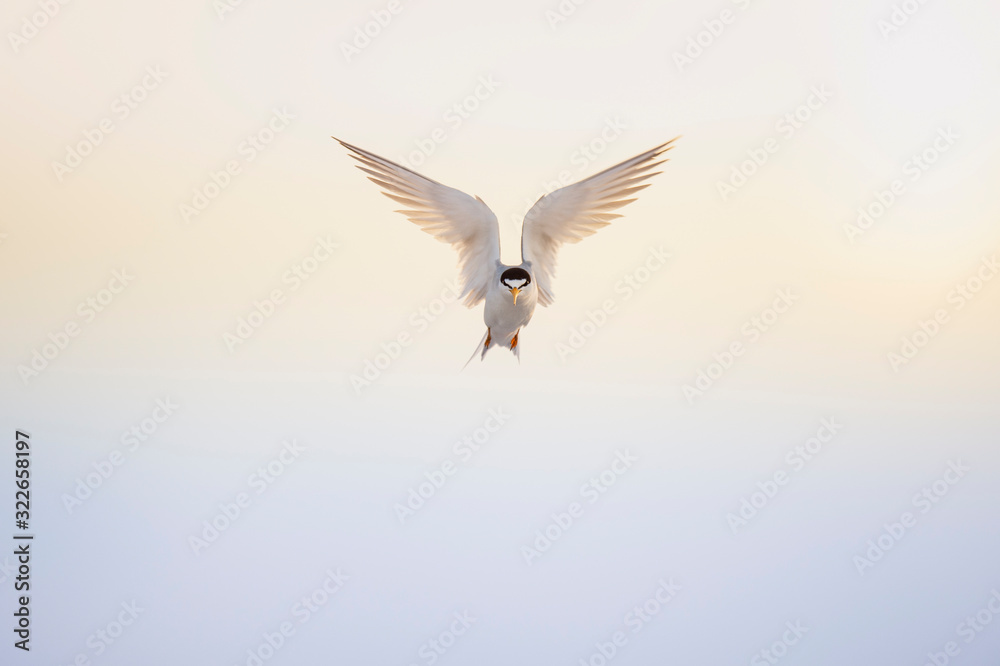 Obraz premium A Least Tern hovers in the sky with its wings spread in front of a light yellow and blue sky.