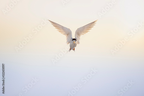 A Least Tern hovers in the sky with its wings spread in front of a light yellow and blue sky.
