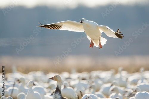 A Single Snow Goose flies in to land in a flock of Snow Geese with its wings spread and glowing from the bright sunlight.
