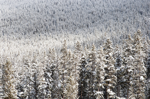 Yellowstone Mountain Landscape in Winter