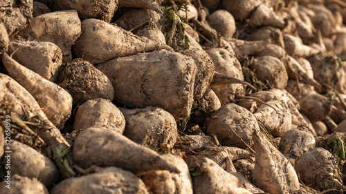 Harvested sugar beet on a heap. Agriculture concept.