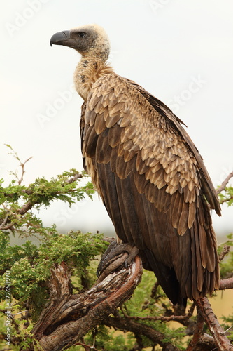 Vulture in the wilderness of Africa Griffon