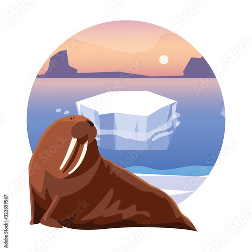 walrus at the north pole, arctic landscape