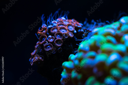Fototapeta Naklejka Na Ścianę i Meble -  Pretty anemones in sea coral reef aquarium motion nature 