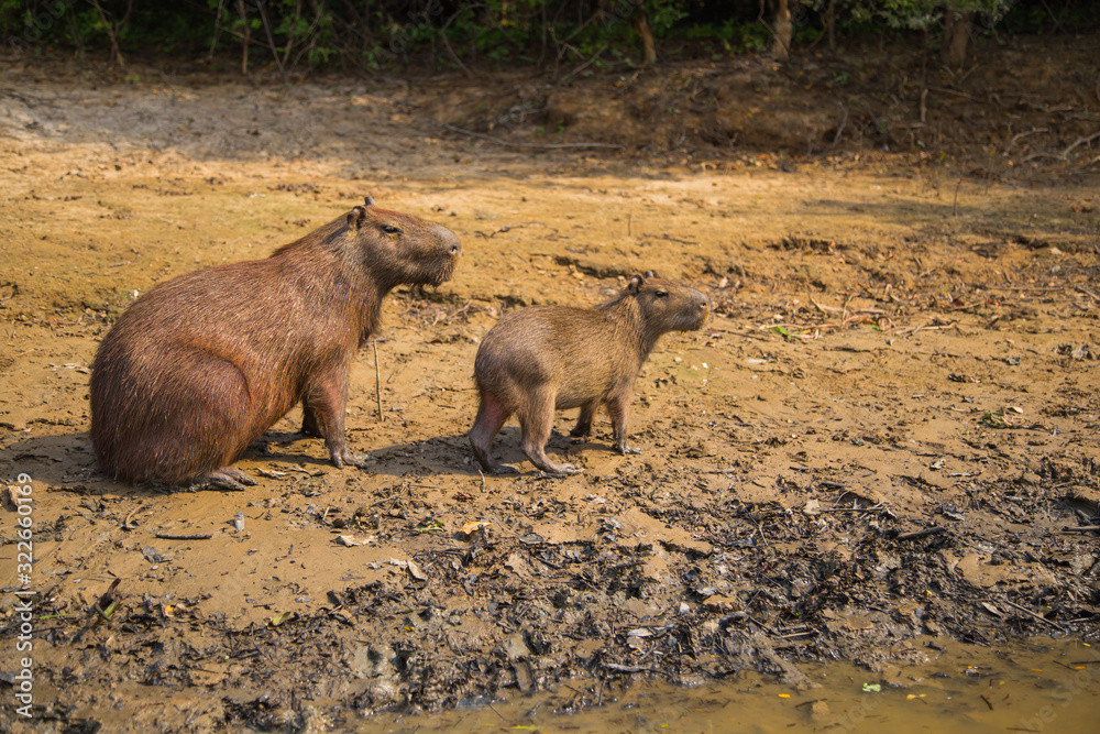 The capybara from the Bolivian forest The capybara from the Bolivian forest
