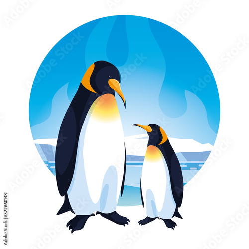 emperor penguins couple on white background