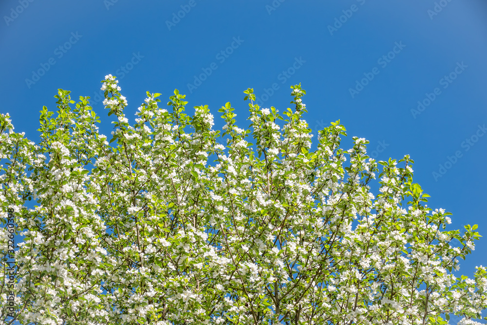 Apple tree branches with white flowers on a background of blue sky.