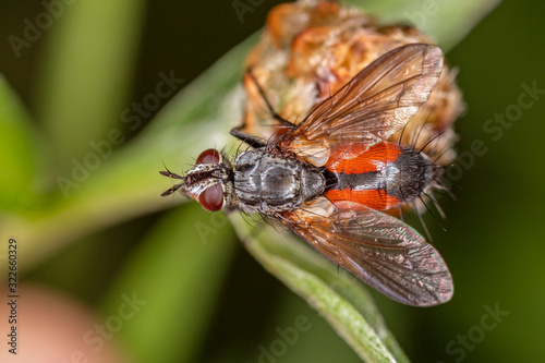 Eriothrix rufomaculata is a fly in the family Tachinidae. fly Eriothrix rufomaculata closeup. © ihorhvozdetskiy