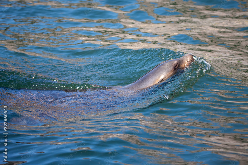 Obraz premium Seshund