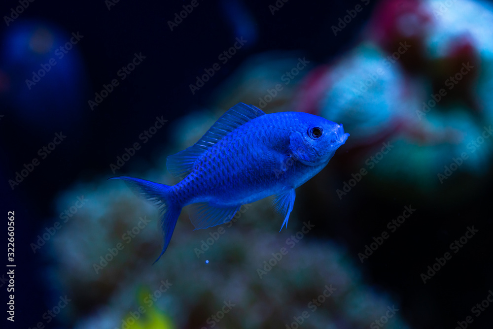 Naklejka premium Nice blue color fish in sea aquarium nature ocean life