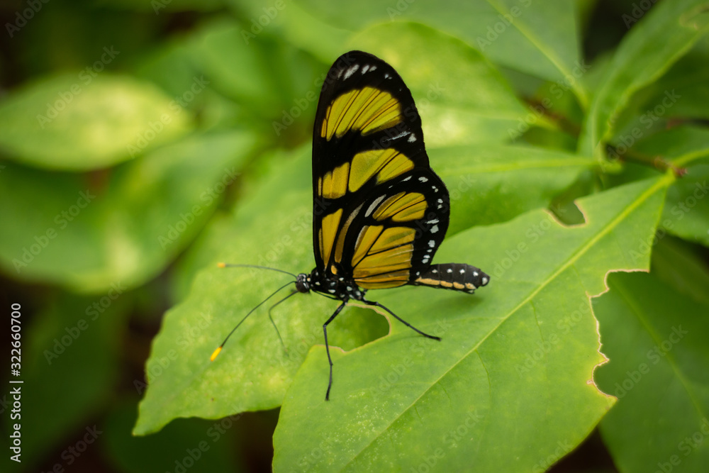 Multicolored butterfly bred in the province of Misiones, Argentina Multicolored butterfly bred in the province of Misiones, Argentina