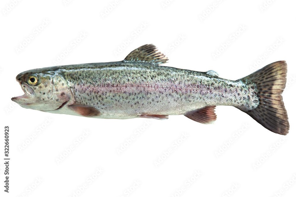 Rainbow trout isolated on white Rainbow trout isolated on white