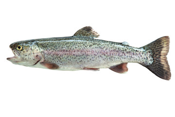 Rainbow trout isolated on white