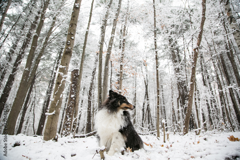Majestic Portrait of Dog in Canadian Winter