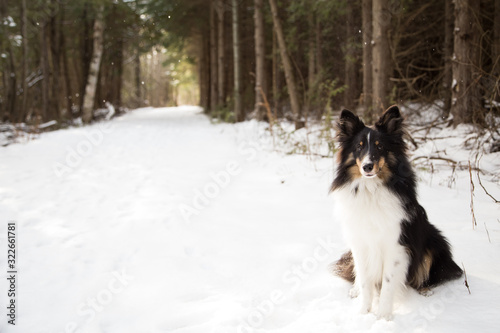 Dog Sitting in Forest © Elaine