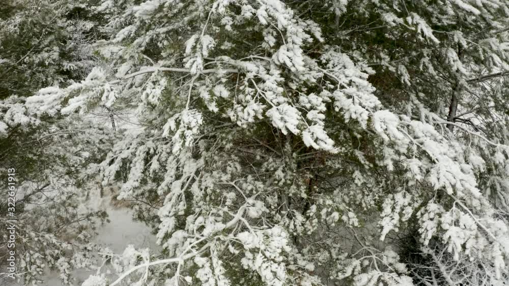 Aerial video, the vertical rise of the camera over a pine tree with snow capped branches in the winter pine forest Aerial video, the vertical rise of the camera over a pine tree with snow capped branches in the winter pine forest
