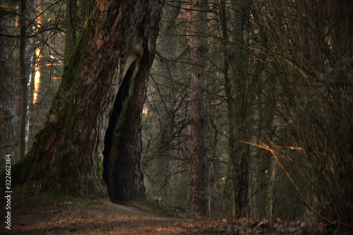 Old tree hollow on hill in dark woods