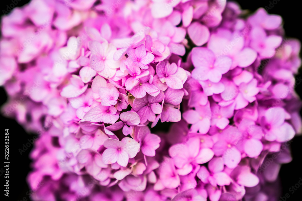 Obraz premium pink flowers background