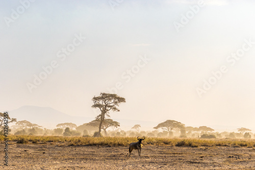 Wildebeest in Amboseli National Park photo