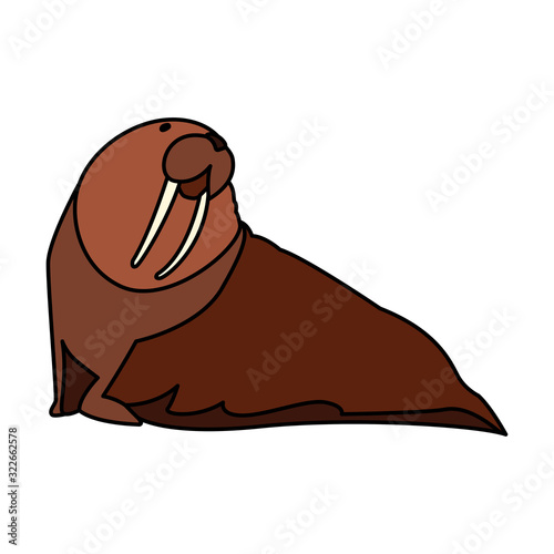 walrus sea animal on a white background