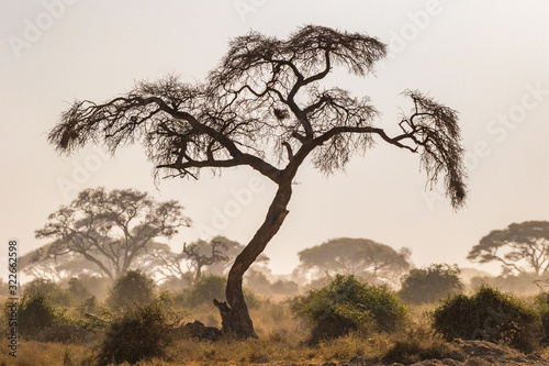 Amboseli Trees