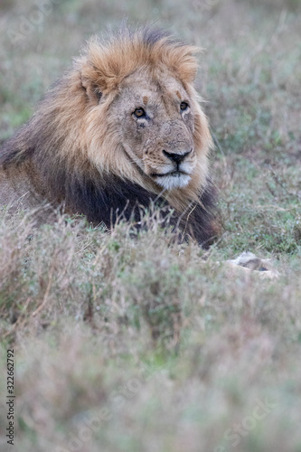 Fototapeta Naklejka Na Ścianę i Meble -  close up of lying lion