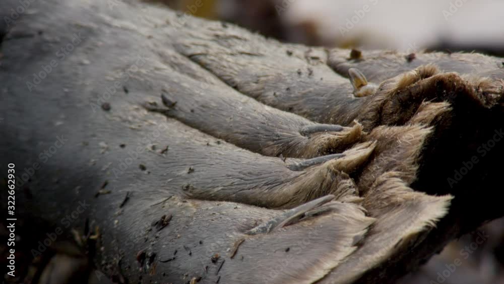 grey seal - wildlife - Helgoland 4K grey seal - wildlife - Helgoland 4K