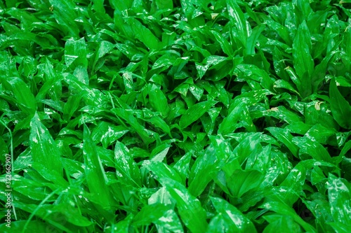 Wild garlic bear garlic park forest after rain