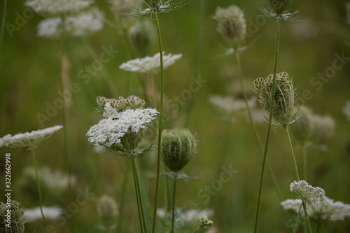 Sommerwiese mit wilder M  hre  vor gr  nem Hintergrund  an einem etwas tr  ben Tag.