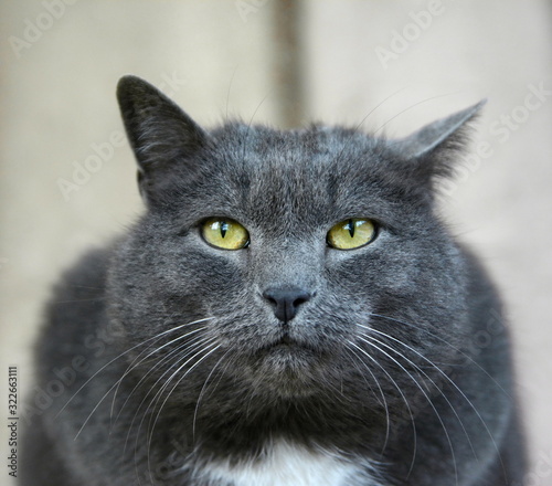 Portrait of beautiful fat gray cat 