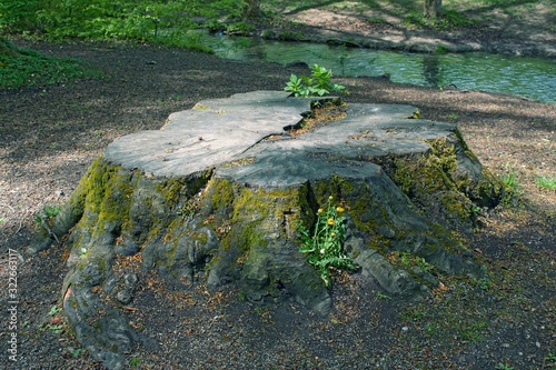 Large old tree stump covered with moss and green grass in spring park forest.