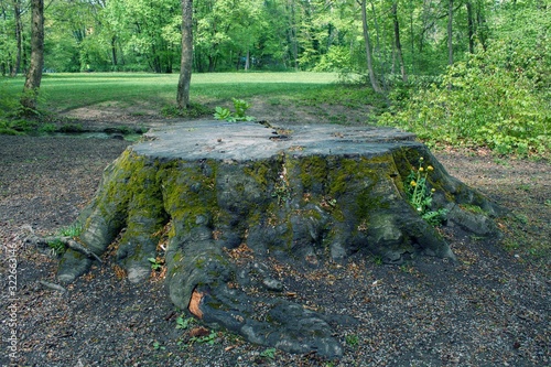 Large old tree stump covered with moss and green grass in spring park forest.