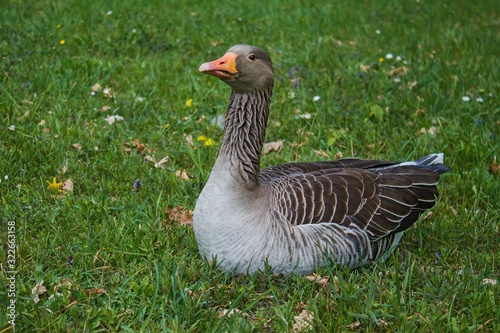Wild goose sitting on bright green grass.