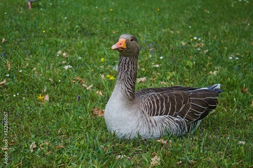 Wild goose sitting on bright green grass.