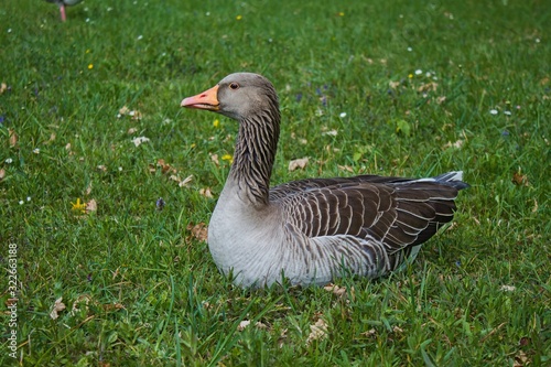 Wild goose sitting on bright green grass.