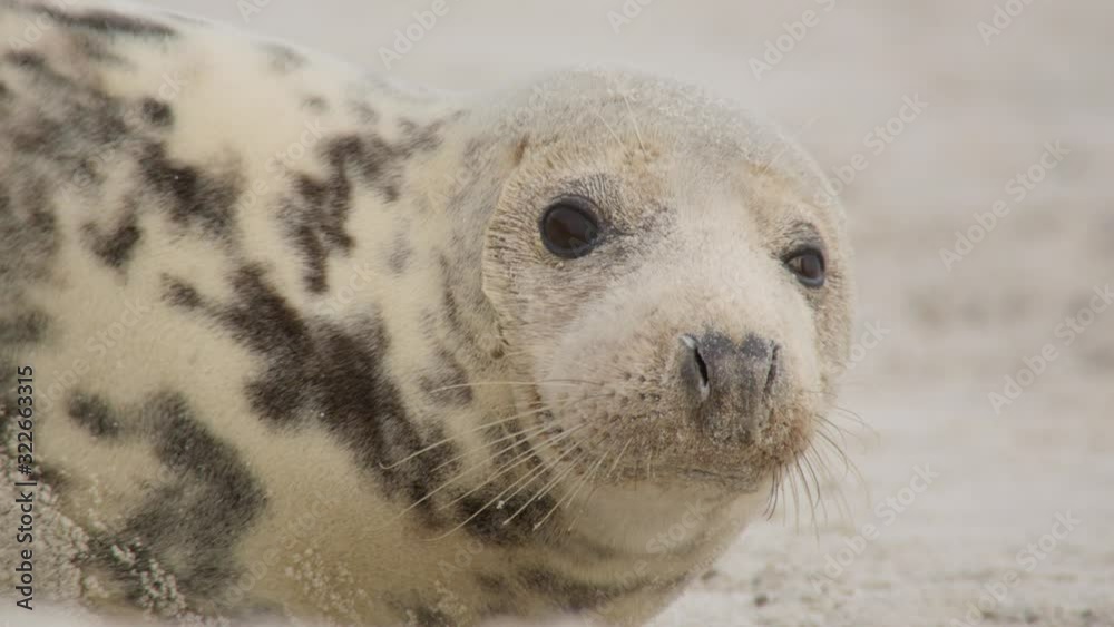 grey seal - wildlife - Helgoland 4K grey seal - wildlife - Helgoland 4K