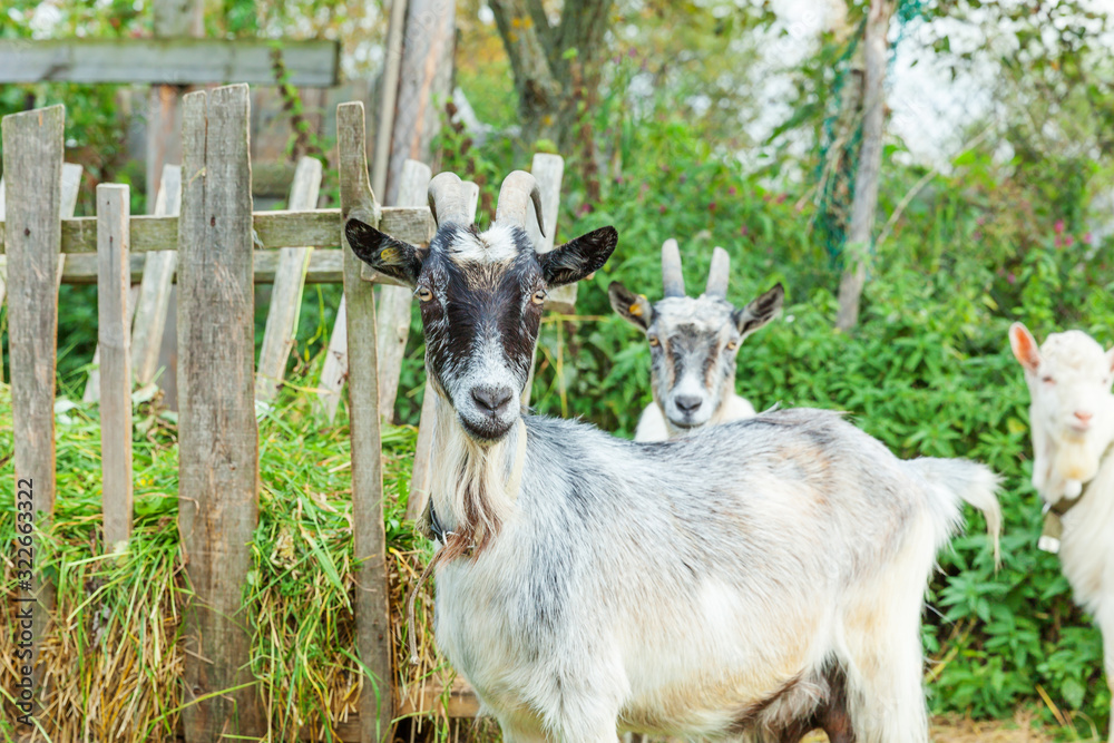 Cute chick goat relaxing in ranch farm in summer day. Domestic goats grazing in pasture and chewing, countryside background. Goat in natural eco farm growing to give milk and cheese. Cute chick goat relaxing in ranch farm in summer day. Domestic goats grazing in pasture and chewing, countryside background. Goat in natural eco farm growing to give milk and cheese.