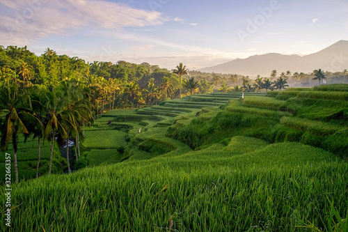 Green rice fields stretch in the morning