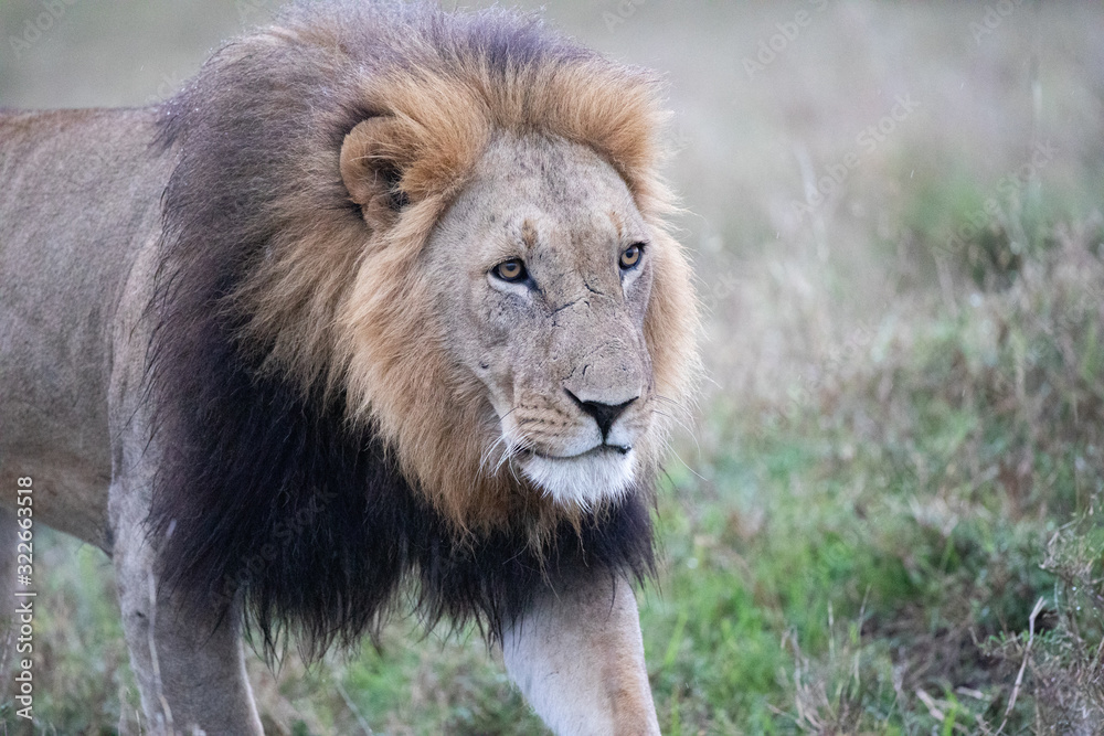 Fototapeta premium eye to eye whith a lion