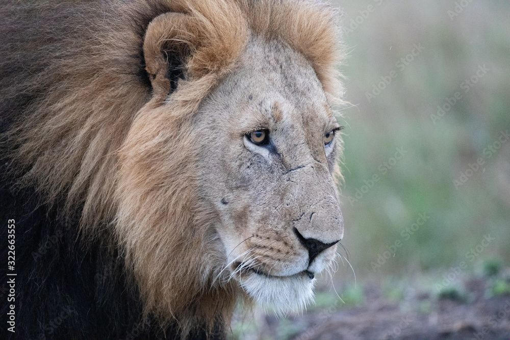 Fototapeta premium eye of a lion