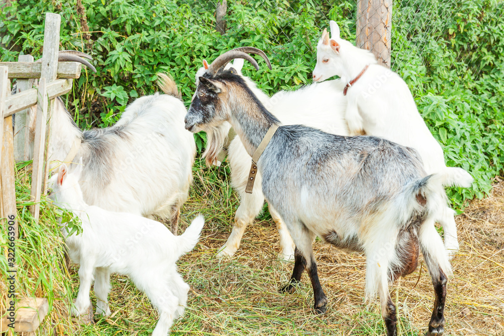 Obraz premium Cute chick goat relaxing in ranch farm in summer day. Domestic goats grazing in pasture and chewing, countryside background. Goat in natural eco farm growing to give milk and cheese.