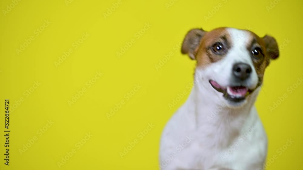 Funny dog. Portrait of a cute puppy on a yellow studio background. Jack Russell Terrier. Funny dog. Portrait of a cute puppy on a yellow studio background. Jack Russell Terrier.