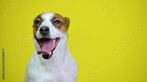 Funny dog. Portrait of a cute puppy on a yellow studio background. Jack Russell Terrier.