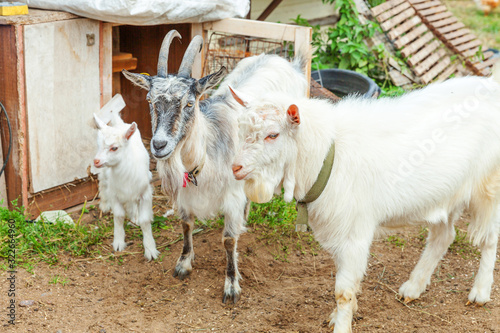 Cute chick goat relaxing in ranch farm in summer day. Domestic goats grazing in pasture and chewing, countryside background. Goat in natural eco farm growing to give milk and cheese.