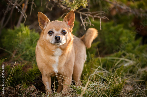 portrait of chihuahua in park
